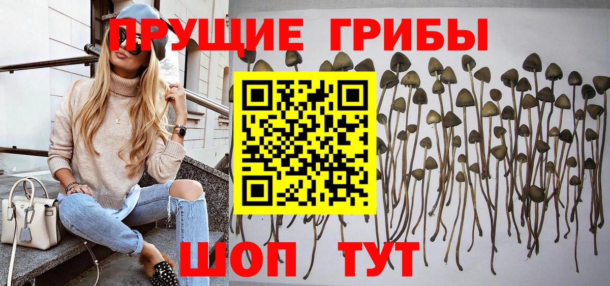 Псилоцибиновые грибы прущие грибы  Вход с VPN  Лесосибирск  Псилоцибиновые грибы мухоморы 